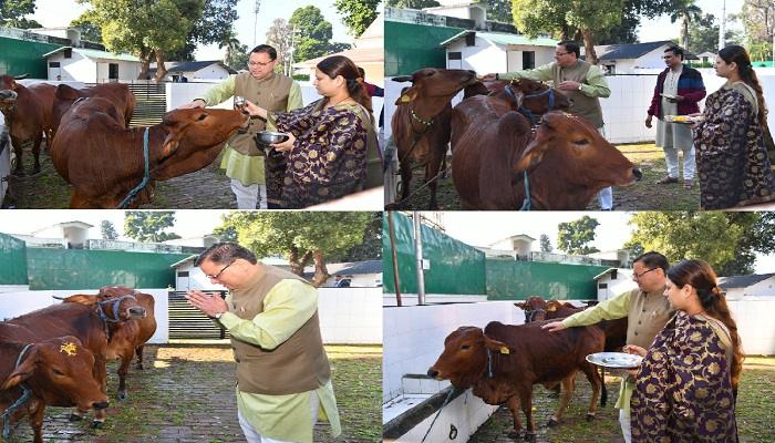 गाय सनातन संस्कृति के साथ सभी के लिए पूजनीय: सीएम धामी