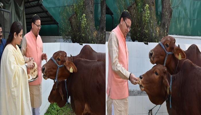सीएम धामी ने इगास के अवसर पर की गौ पूजन