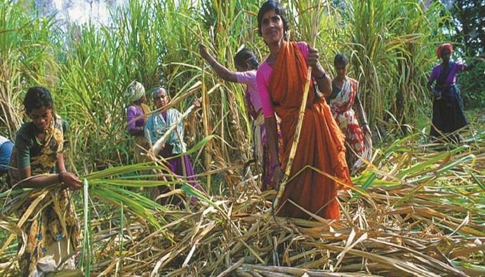 किसानों की खुशहाली के साथ नारी सशक्तिकरण का जरिया भी बना गन्ना