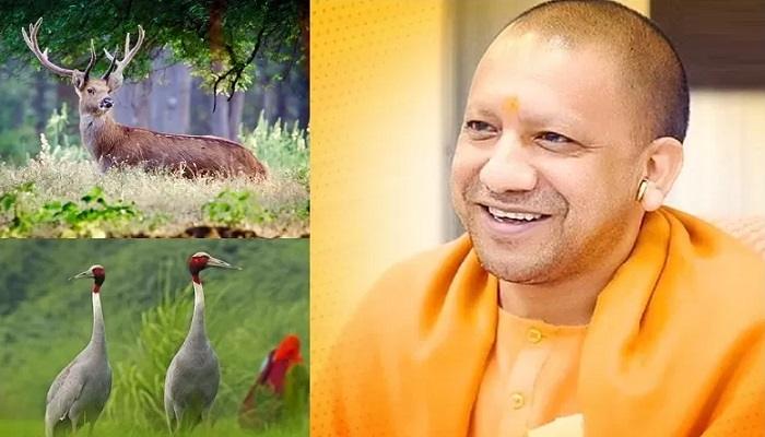 बारहसिंघा, सारस संरक्षण के लिए बने कार्ययोजना: सीएम योगी