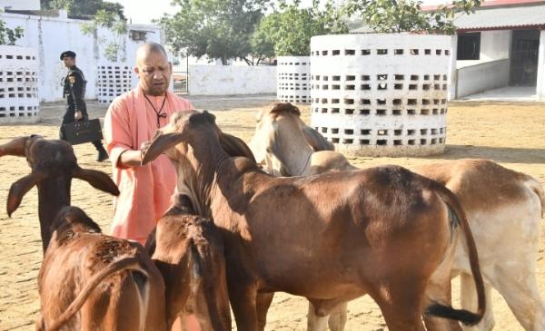 गोरखनाथ मंदिर की गोशाला में सीएम योगी ने की गोसेवा, खिलाया गुड़