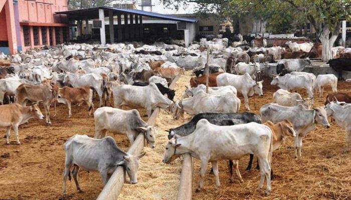 प्रदेश भर के 5446 गो-आश्रय स्थलों में लगाए गए 7592 सीसीटीवी कैमरे