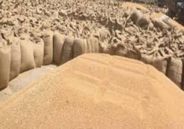 योगी सरकार ने किसानों से खरीदा अब तक 1.97 लाख मीट्रिक टन गेहूं
