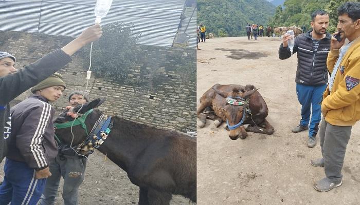 केदारनाथ यात्रा मार्ग पर संचालित घोड़े-खच्चरों के प्रति प्रशासन गंभीर, दिए ये निर्देश