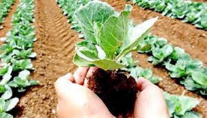 जैविक खेती के मुरीद हुए यूपी के किसान