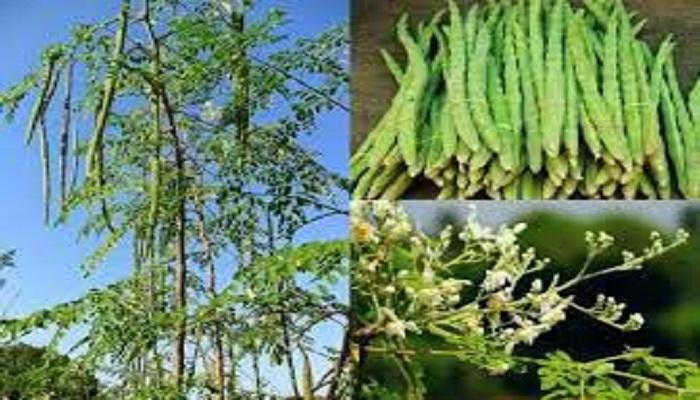 सहजन की खूबियों का कायल हुआ केंद्र