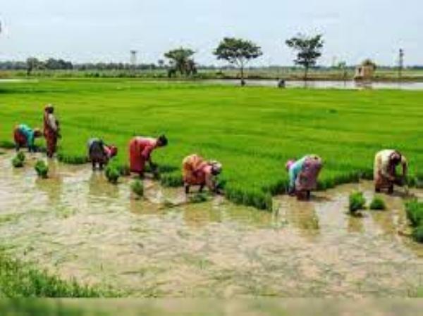 औद्यानिक फसलों के जरिए बदलेगी बुंदेलखंड के किसानों की जिंदगी