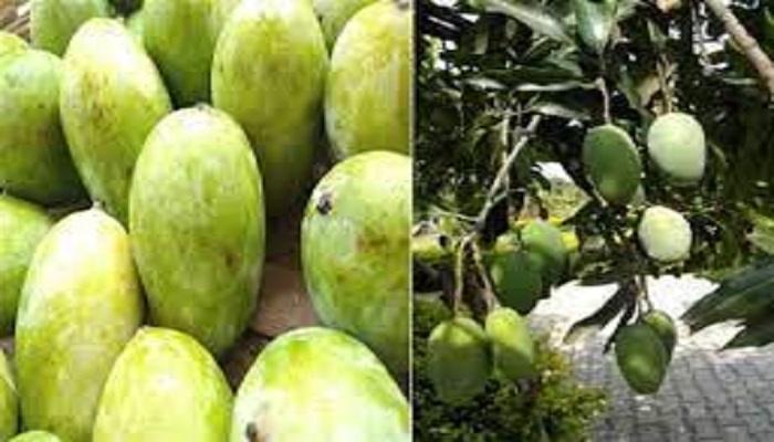 शारजाह के लिए उड़ान भरेगा बनारसी लंगड़ा आम, सीएम योगी करेंगे रवाना