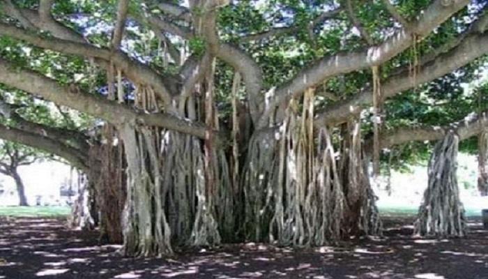 उप्र के 948 विरासत वृक्षों को संवारेगी योगी सरकार
