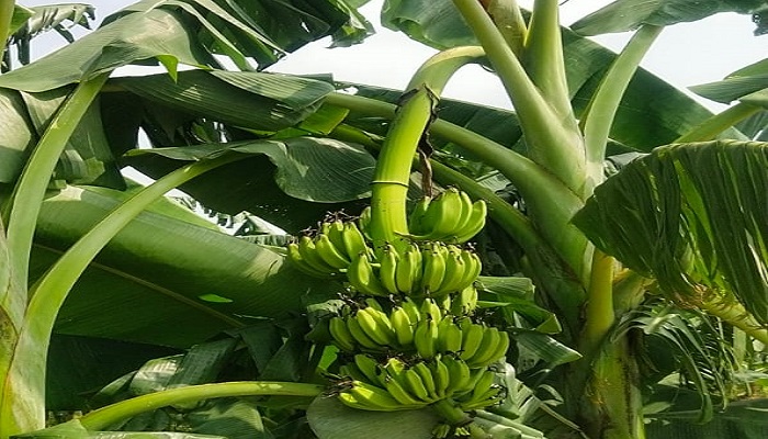 कश्मीर से लेकर पंजाब तक लोगों का रास आ रही कुशीनगर  के केले की मिठास