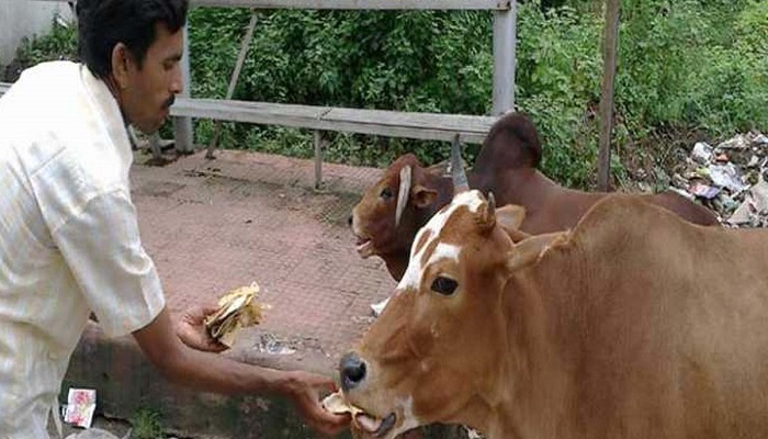 गोवंश के लिए घरों में पहली रोटी बनाएंगे शहरवासी, चलेगा अभियान
