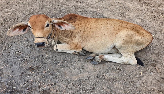 योगी सरकार के सख्त निर्देश पर प्रशासनिक अमला सक्रिय, लंपी वायरस के संक्रमण में आई कमी