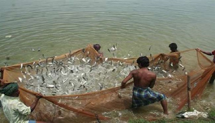 सीएम की मॉनिटरिंग का दिखा असर,अंतरदेशीय मछली पालन में यूपी अव्वल