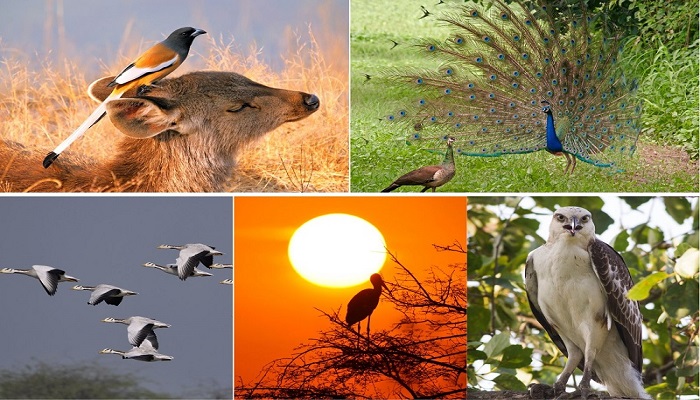 नेचर एवं बर्ड फेस्टिवल का आयोजन कराएगी योगी सरकार