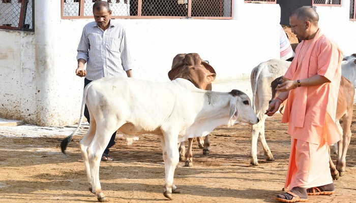 चुनाव प्रचार की व्यस्तता के बीच सीएम योगी ने की गोसेवा