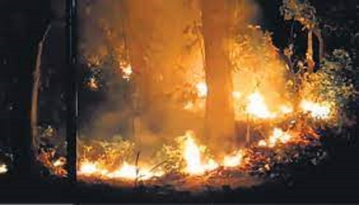 वनों में आग लगाने वालों के खिलाफ सख्ती, 39 लोग पकड़े गये