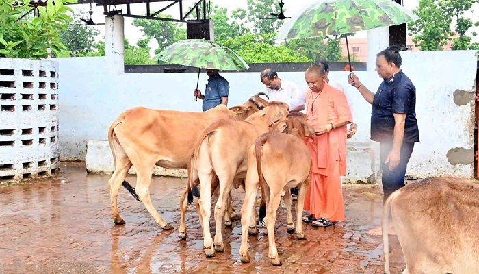 झमाझम बारिश में छाता लेकर गोशाला सीएम योगी, गायों को अपने हाथों से खिलाया गुड़ और चना