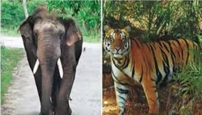यूपी में बाघों व हाथियों के संरक्षण का मार्ग होगा प्रशस्त, ‘प्रोजेक्ट टाइगर एंड प्रोजेक्ट एलीफेंट’ बनेगा जरिया