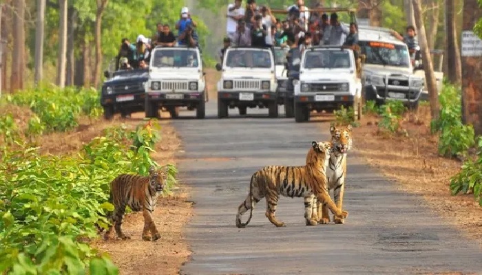 सैलानियों को भाया उत्तर प्रदेश, 2023-24 में टाइगर रिजर्व में बढ़ी पर्यटकों की संख्या