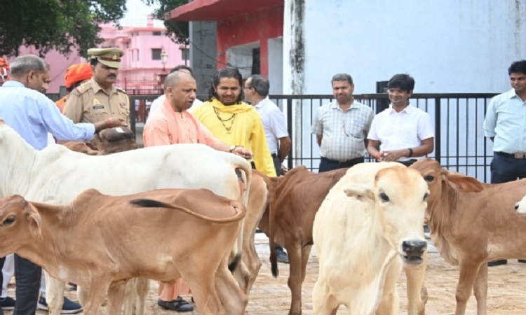 गोशाला में मुख्यमंत्री याेगी ने की गोसेवा, अपने हाथों से खिलाया गुड़ और केला