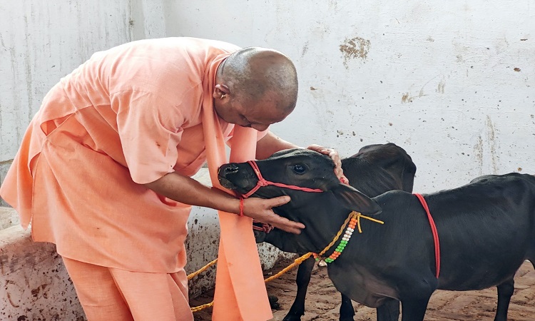 मंदिर की गोशाला में आंध्रा से आए पुंगनूर नस्ल की गाय के बच्चे