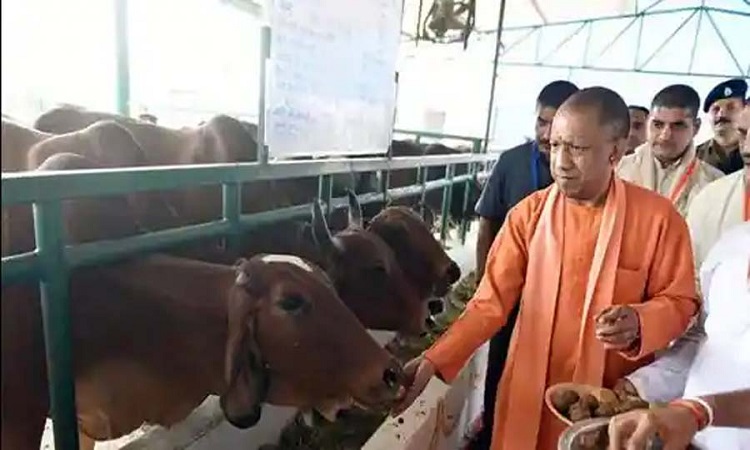 गो-संरक्षण के लिए योगी सरकार का बड़ा कदम, कब्जा मुक्त हुई 27 हजार हेक्टेयर से अधिक गोचर भूमि