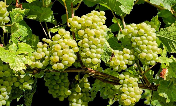 रसीले अंगूर की भी यूपी में हो सकती है खेती