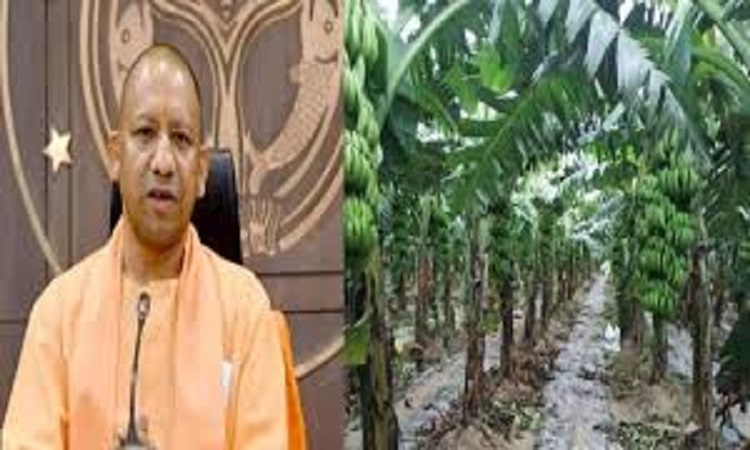 केले से होगी यूपी के किसानों को और कमाई