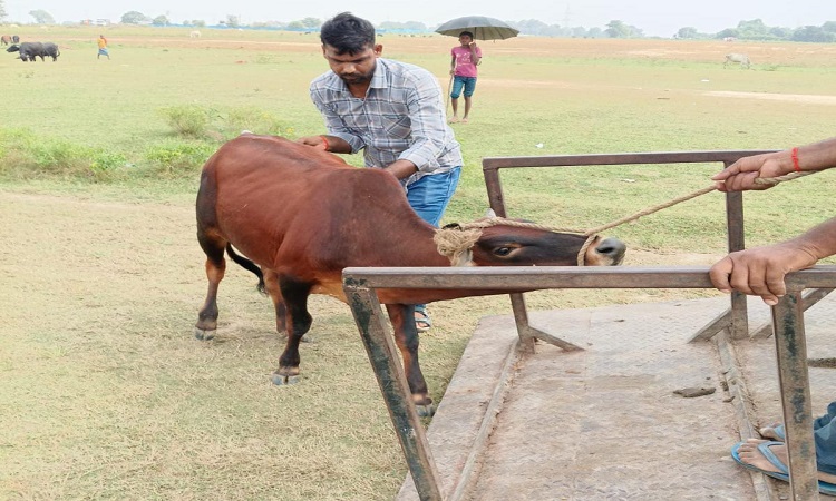 महाकुंभ-2025: जीरो एनिमल जोन बनेगा महाकुंभ क्षेत्र