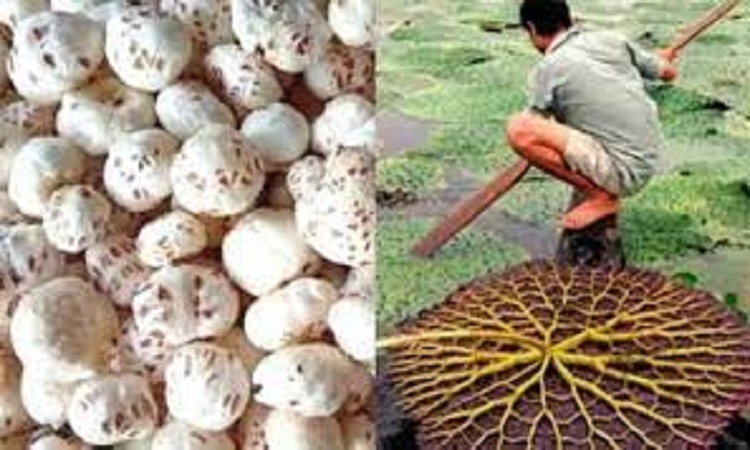 मखाना की खेती को प्रोत्साहित कर किसानों की आय बढ़ाएगी योगी सरकार