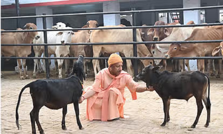 सीएम योगी ने की गोसेवा, भवानी और भोलू को खूब दुलारा