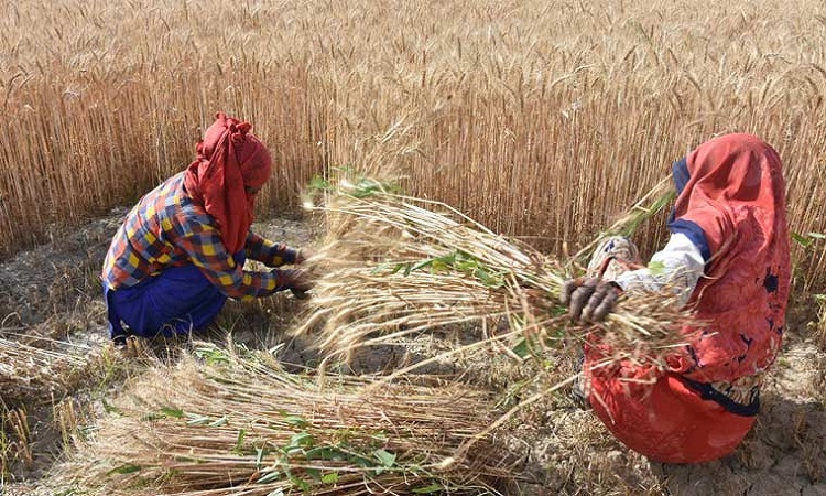 क्रॉप कटिंग के माध्यम खरीफ की फसलों की उत्पादकता पर योगी सरकार की पैनी नजर