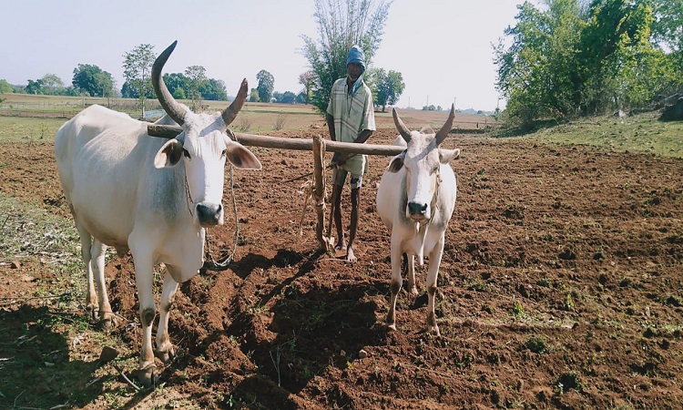 गंगा ही नहीं स्थानीय नदियों के किनारे भी तय दायरे में होगी प्राकृतिक खेती