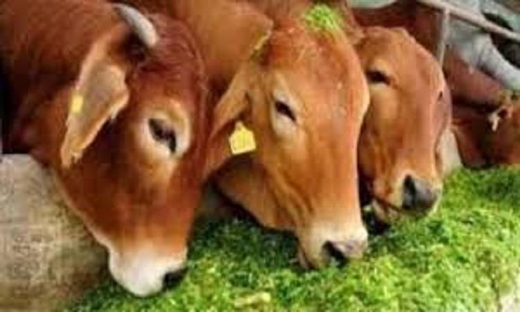 पशुधन उत्पादकता बढ़ाने के लिए गांवों में चारागाह विकास पर योगी सरकार का फोकस