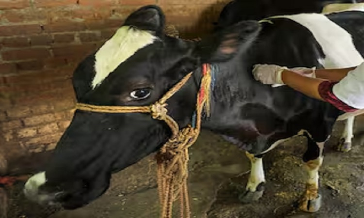 यूपी की पशु संपदा की गुणवत्ता सुधरेगी और  दूध भी बढ़ेगा