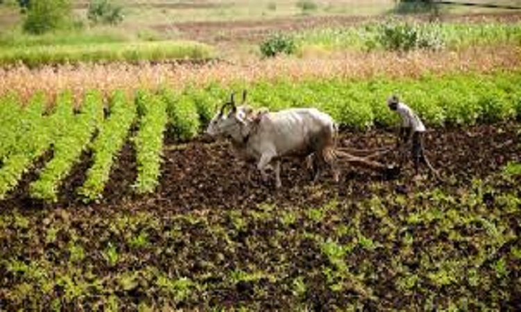 गोमाता के गर्दन और छूरे के बीच सिर्फ पुण्य नहीं, और भी बहुत चीजें