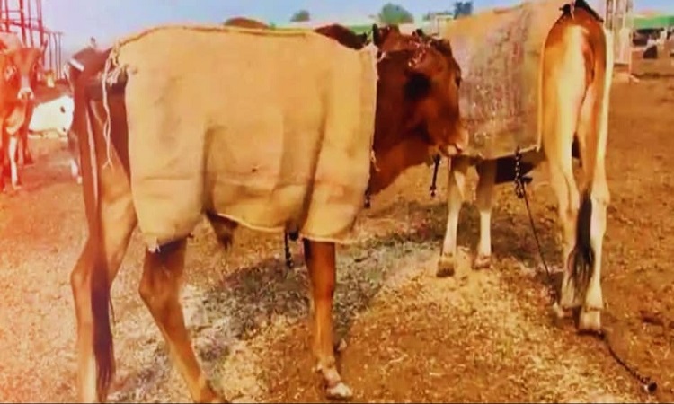 यूपी में सबसे ज्यादा रिकॉर्ड 16 लाख निराश्रित गोवंश संरक्षित