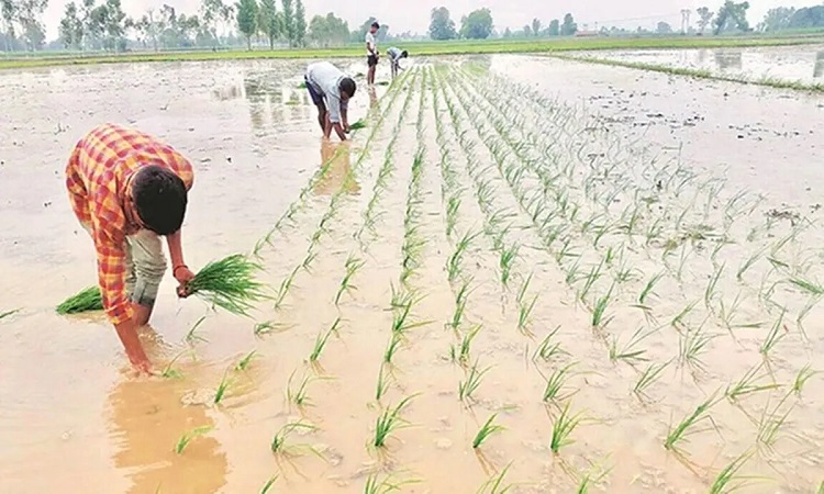 गेहूं की तरह बोएं धान, कम होगी लागत, उपज भी होगी बराबर