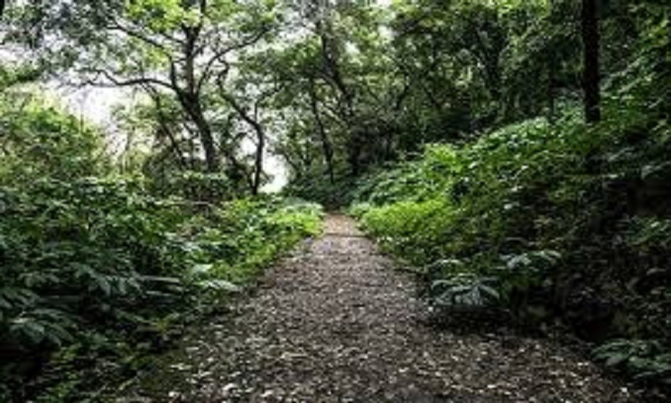 एकलव्य वन से शुरू होगी विशिष्ट वनों की स्थापना