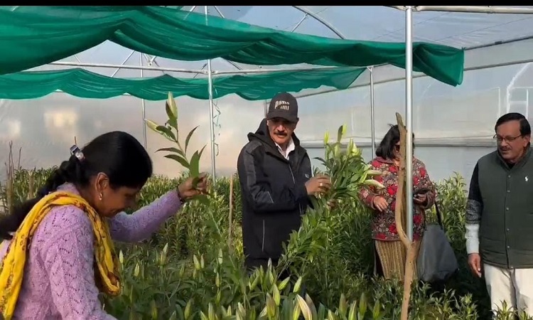धामी सरकार के सहयोग से कोट ब्लॉक में की जा रही लिलियम फूलों की खेती