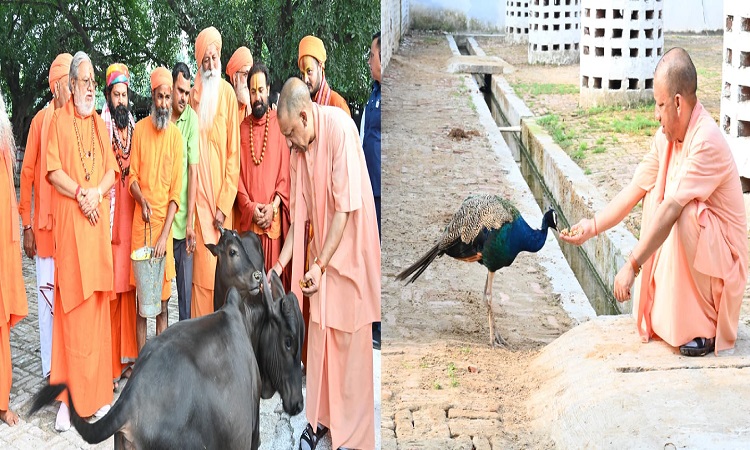 सीएम योगी ने की गोसेवा,भवानी और भोलू को दुलारा, पुंज को भी खिलाया गुड़