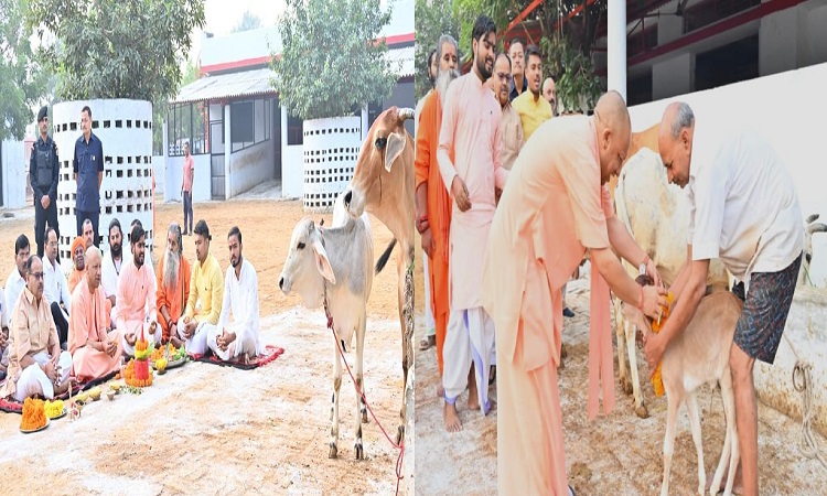 प्रदेशवासियों को गोवर्धन पूजा की शुभकामनाएं दीं सीएम ने, कहा- भारत की समृद्धि का आधार रहा है गोवंश