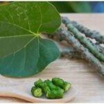 घर में लगाएं ये पौधे, सेहत के लिए होते है लाभदायक