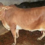 गाय को खिलाएं गुड़, खुल जाएंगे तरक्की के रास्ते
