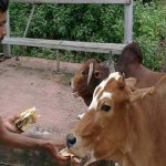 गाय को रोटी खिलाते वक्त न करें ये गलती, हो सकता है नुकसान