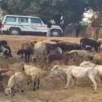 फैक्ट्री के पानी ने ले ली 25 भेड़ों की जान, नोएडा में मचा हड़कंप