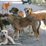 आवारा कुत्तों के कत्लेआम का खुलासा, 18 हजार में तय हुई मौत