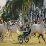 बैलगाड़ी दौड़ को पिछली सरकारों ने रोक दिया था: सीएम मान