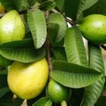 इसकी पत्तियों से खत्म हो जाएगी बालों की हर समस्या