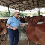 राष्ट्रशक्ति और आर्थिक समृद्धि का नया मॉडल बन रहा गो संरक्षण